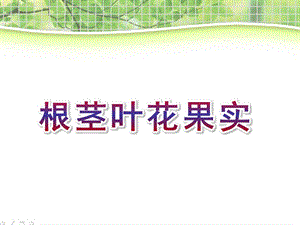 大班科学《根茎叶花果实》PPT课件教案大班科学：根茎叶花果实-(三课时.ppt