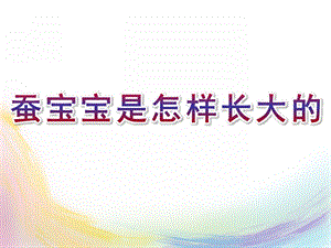 大班科学《蚕宝宝是怎样长大的》PPT课件教案大班科学：蚕宝宝是怎样长大的.ppt