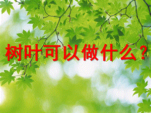 大班艺术《树叶可以做什么》PPT课件教案树叶可以做什么.ppt