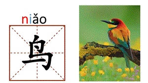 幼儿园学前班识字鸟鱼虫PPT课件学前班识字ppt--鸟虫鱼.pptx