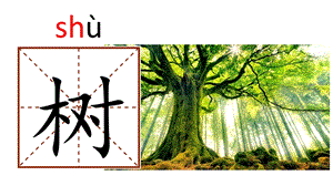幼儿园学前班识字树叶PPT课件学前班识字ppt-树叶.pptx