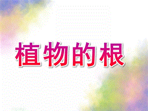 大班科学《植物的根》PPT课件教案科学：植物的根.pptx