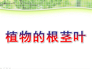 大班科学《植物的根茎叶》PPT课件教案d667ccee09a1284ac850ad02de80d4d8d15a0188.pptx