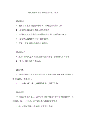 幼儿园中班社会《小麦的一生》教案.docx