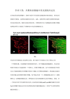 学术干货共聚焦显微镜中荧光团的共定位.docx